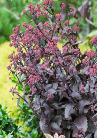 SEDUM Black Beauty